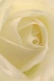 The image invites you into the heart of a cream-white rose, as if you're nestled within its whisper-light petals-a sensation familiar to those wandering the tranquil lanes or green spaces of Harrow. Each petal unfurls in a smooth, spiralling dance, velvet-soft to the imagination-almost as if touched by the first cool dew of the day. Gentle shadows curve between the innermost folds, creating a captivating sense of depth and quiet drama, like the peaceful hush of a Sunday morning in the heart of Harrow. There's a subtle inner luminosity, with creamy highlights that lend the bloom a sense of hope and gentle resilience. As a seasoned Harrow florist, I see in this rose the purest expression of reverence and care, ideal for marking new beginnings, expressing admiration, or offering sympathy. The close-up composition allows you to sense, almost tangibly, the faint, sweet fragrance and the deep intention behind each petal's perfect curve-a handcrafted tribute that honours the quiet strength and artistry central to every meaningful bouquet created for our local Harrow community.